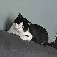 Pépito a rejoint le concours — aidez-le/la à gagner de superbes lots ! cat, black_and_white, pet, indoor, couch, furniture, curious, head_tilt, animal, whiskers, ears, eyes, face, resting, fur, domestic_cat, gray_background, cute, mammal, household