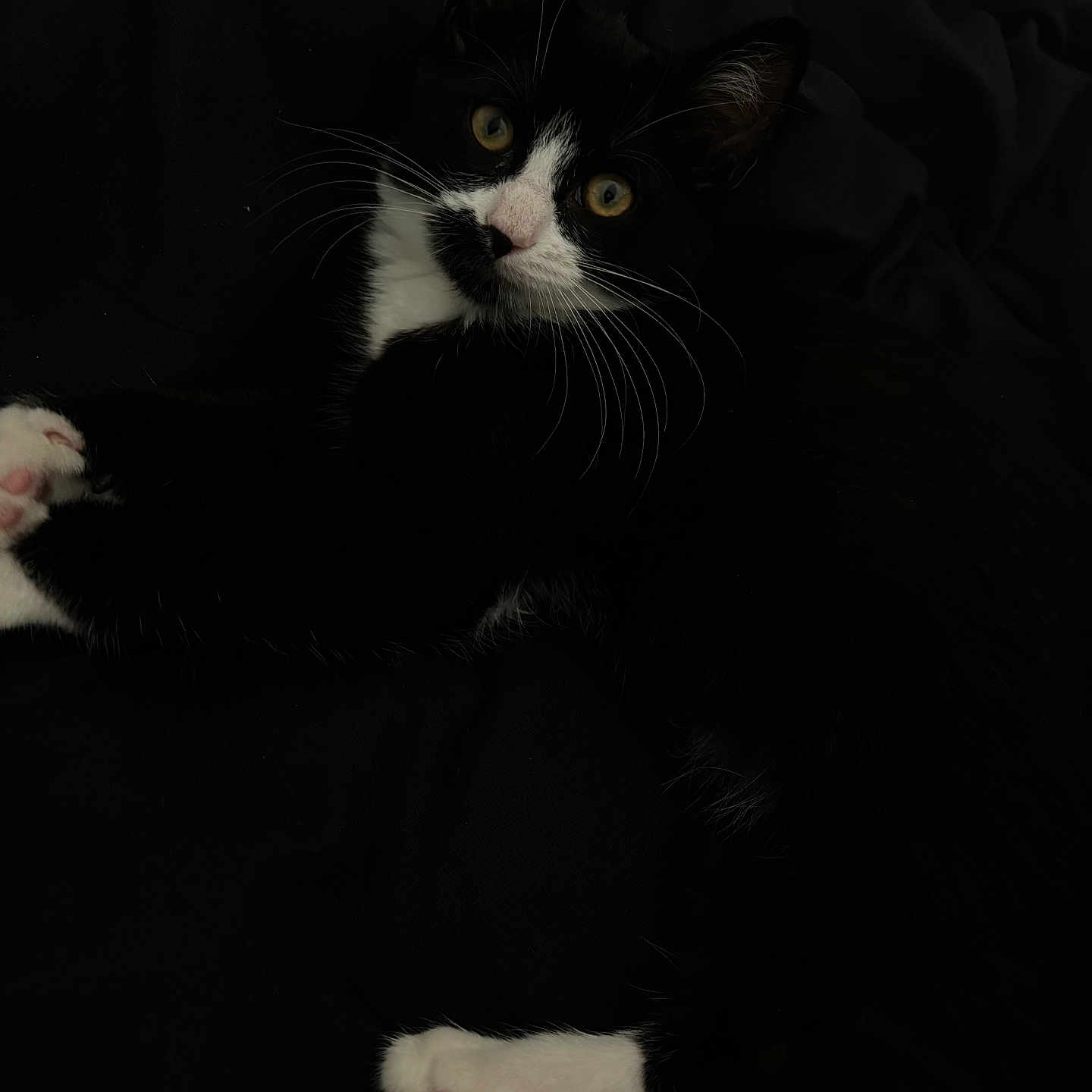 Akila