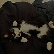 Akila a rejoint le concours — aidez-le/la à gagner de superbes lots ! cat, black_and_white, pet, animal, feline, lying_down, upside_down, paws, paw_pads, whiskers, yellow_eyes, pink_nose, fur, bed, blanket, indoors, sleeping, relaxed, portrait, cute