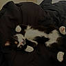 animal, bed, black_and_white, blanket, cat, cute, feline, fur, indoors, lying_down, paw_pads, paws, pet, pink_nose, portrait, relaxed, sleeping, upside_down, whiskers, yellow_eyes