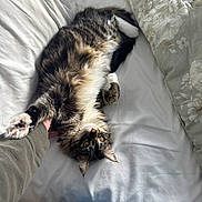 Lily Of The Valley joined the competition — help win amazing prizes! cat, tabby_cat, pet, bed, white_bedding, pillow, human_hand, stretching, fur, indoor, cozy, playful, curious, relaxed, soft_light, animal, feline, paw, person, casual_clothing