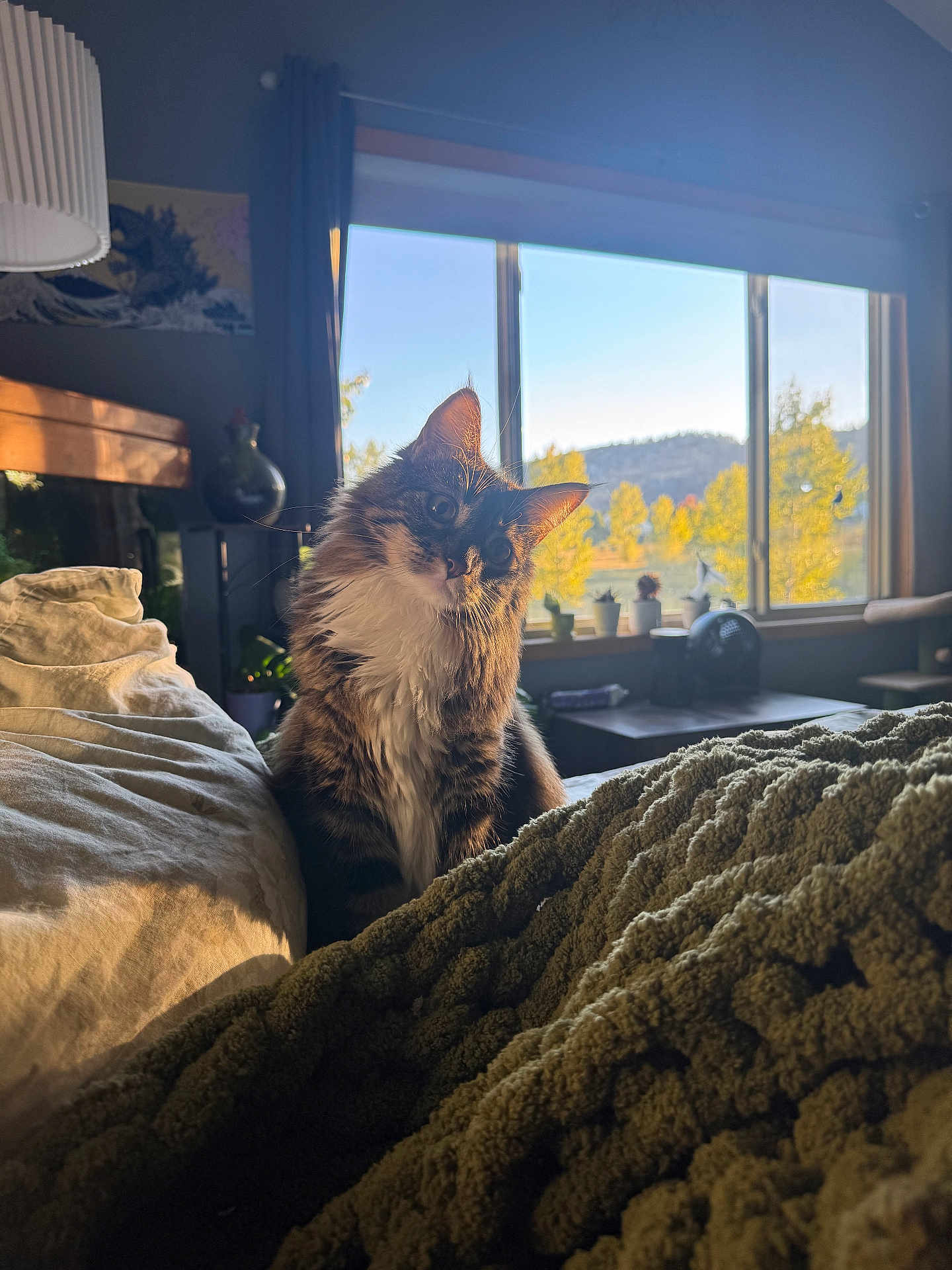 Lily Of The Valley joined the competition — help win amazing prizes! cat, tabby_cat, indoor, bed, blanket, cushion, window, sunlight, plant, potted_plant, curtain, lamp, table, decor, cozy, furniture, fluffy, pet, domestic_animal, relaxed