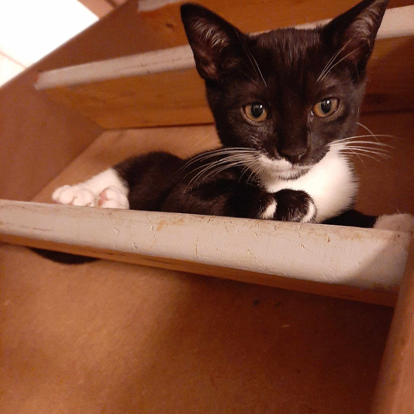 Milo