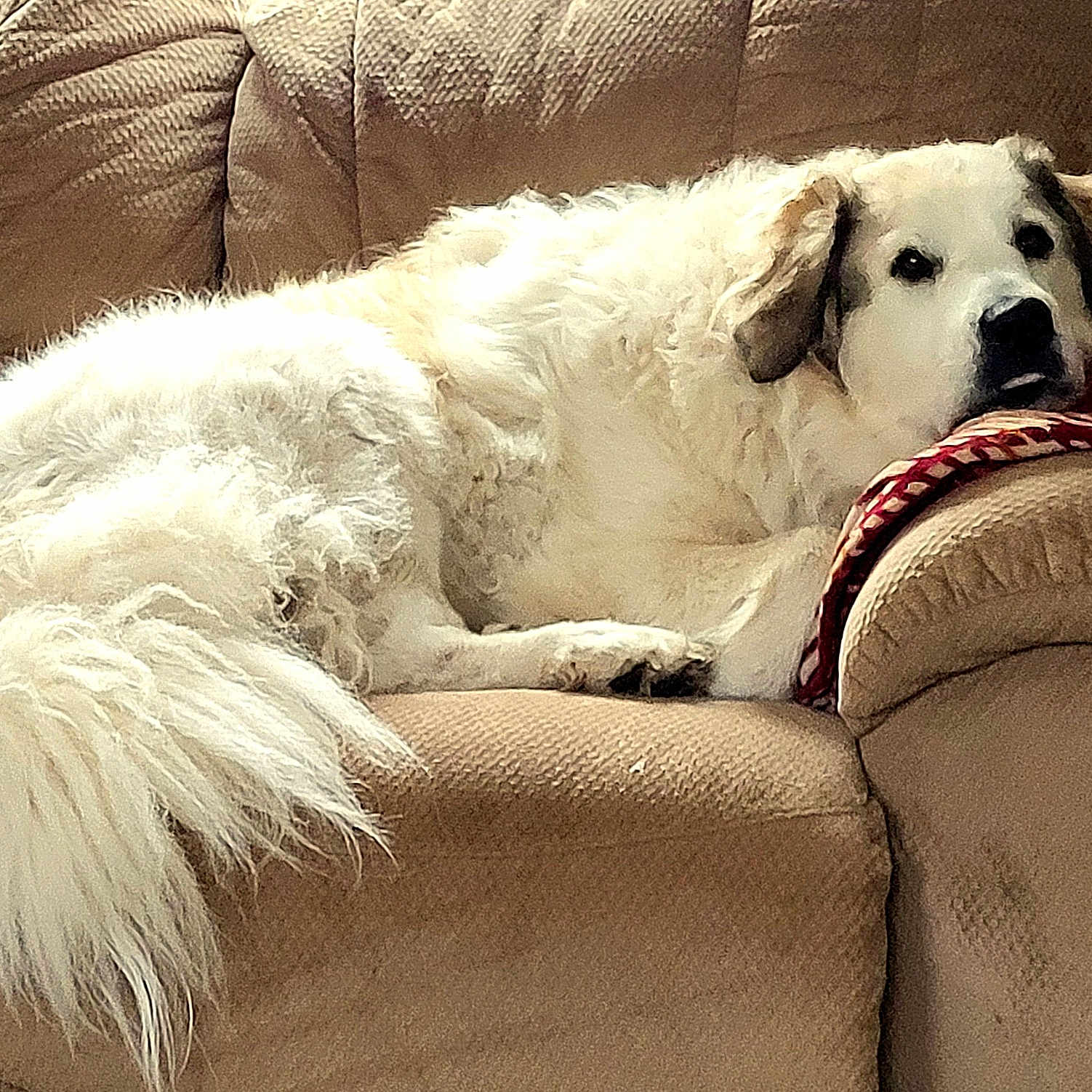Gracie