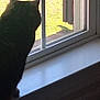 cat, window, windowsill, lizard, reptile, silhouette, indoor, outdoor, grass, glass_pane, window_grid, curiosity, pet, nature, window_frame, ledge, shadow, sunlight, home_interior, vertical_crop