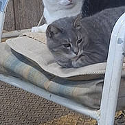 Ghost And Rio joined the competition — help win amazing prizes! animal, black_and_white_cat, cat, cats, chair, companions, cozy, cushion, domestic_animal, ears, feline, fur, gray_cat, indoor, pet, relaxed, resting, two_animals, whiskers, wooden_wall