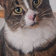 Fegan is registered to the contest to win money with this photo: animal, cat, close_up, curious, cute, domestic_cat, face, feline, fur, green_eyes, head_tilt, indoor, looking_at_camera, mammal, pet, portrait, soft_light, tabby, whiskers, white_chest