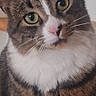 animal, cat, close_up, curious, cute, domestic_cat, face, feline, fur, green_eyes, head_tilt, indoor, looking_at_camera, mammal, pet, portrait, soft_light, tabby, whiskers, white_chest