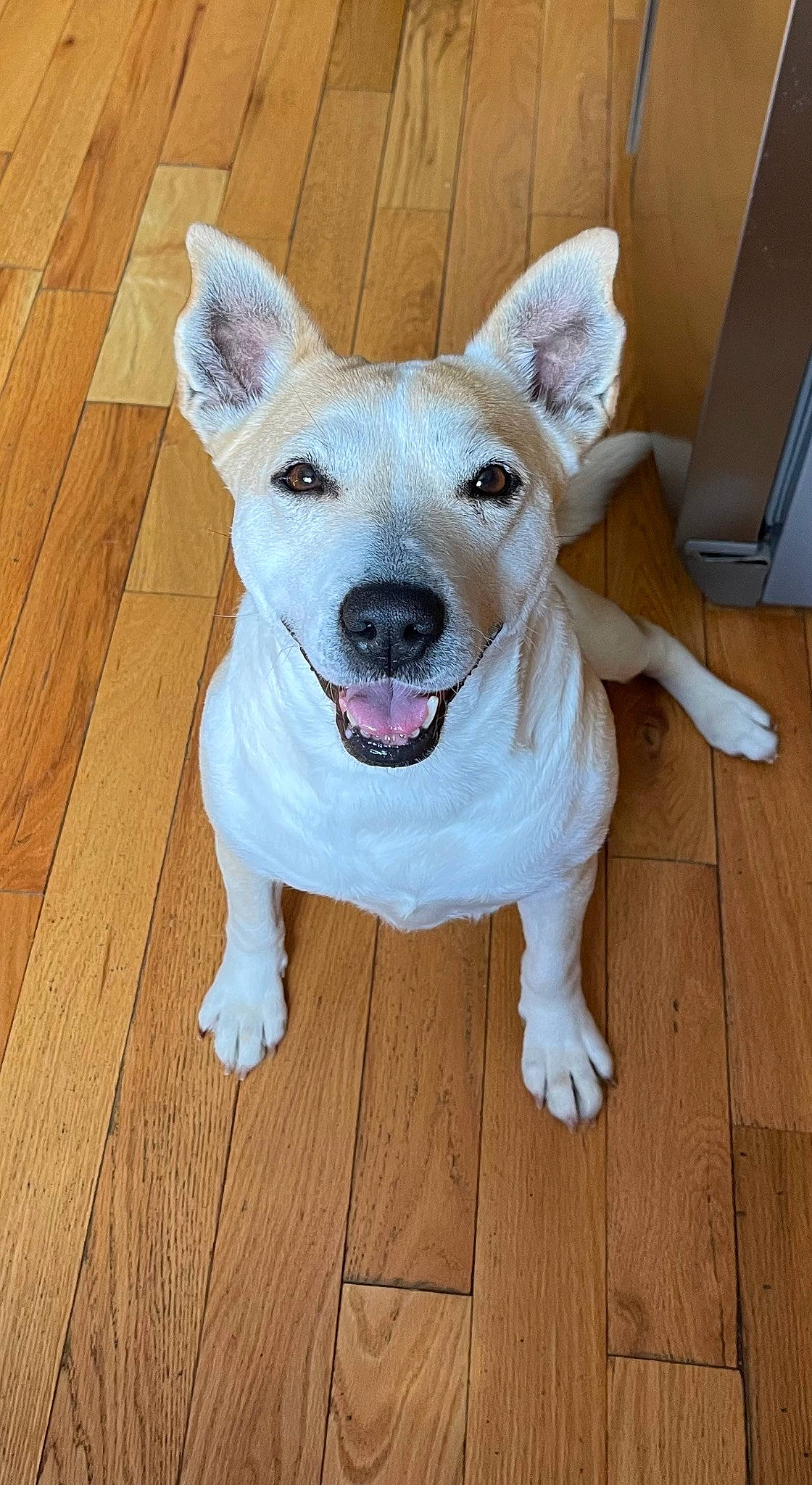 Eevee joined the competition — help win amazing prizes! carnivore, collar, companion_dog, dog, dog_breed, fawn, floor, flooring, hardwood, laminate_flooring, paw, plank, snout, tail, varnish, whiskers, wood, wood_flooring, wood_stain, working_animal