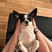 Yuki Et Oreo participe au concours pour gagner de l'argent avec cette photo : animal, black_and_white, closed_eyes, cozy, cute, dog, ears_up, forearm, hands, human, indoor, leather_surface, lying_down, pet, relaxed, resting, sleeping, small_dog, tattoo, wooden_floor