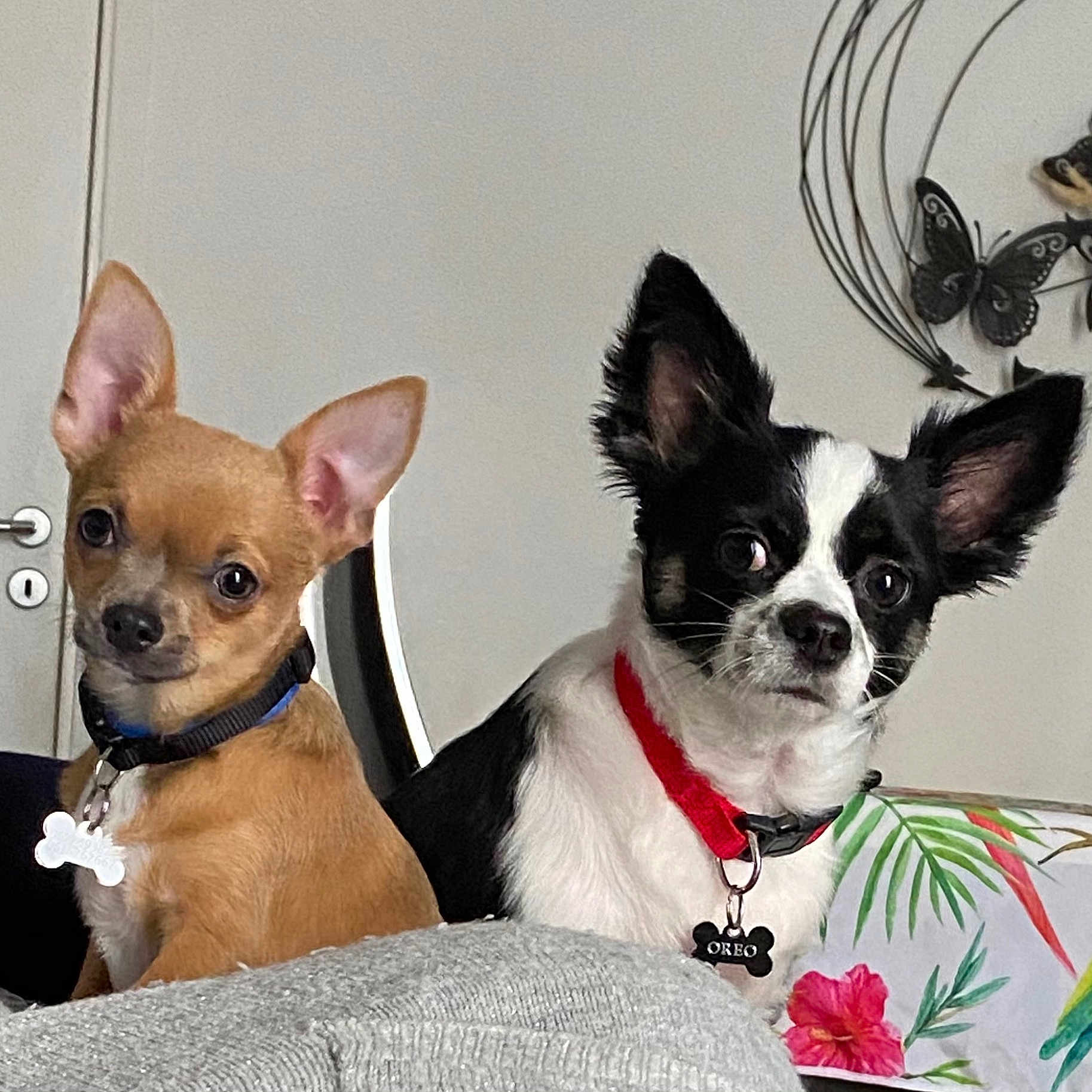 Yuki Et Oreo a rejoint le concours — aidez-le/la à gagner de superbes lots ! alert, animal, black_and_white, chihuahua, collar, companion, cute, decor, dog, domestic_animal, ears, face, floral_pillow, fur, indoor, pet, sitting, small_dog, tag, tan