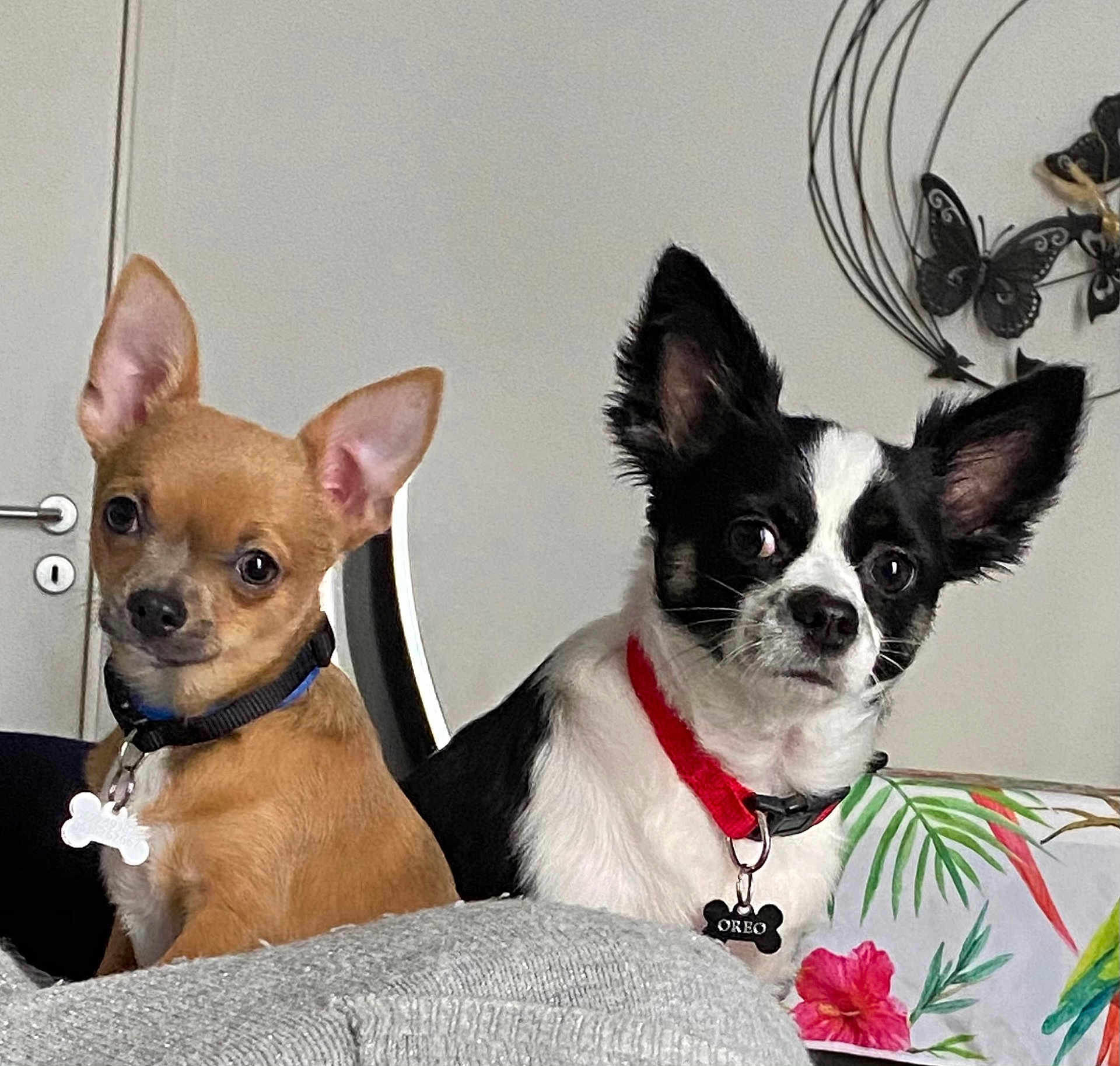 Yuki Et Oreo