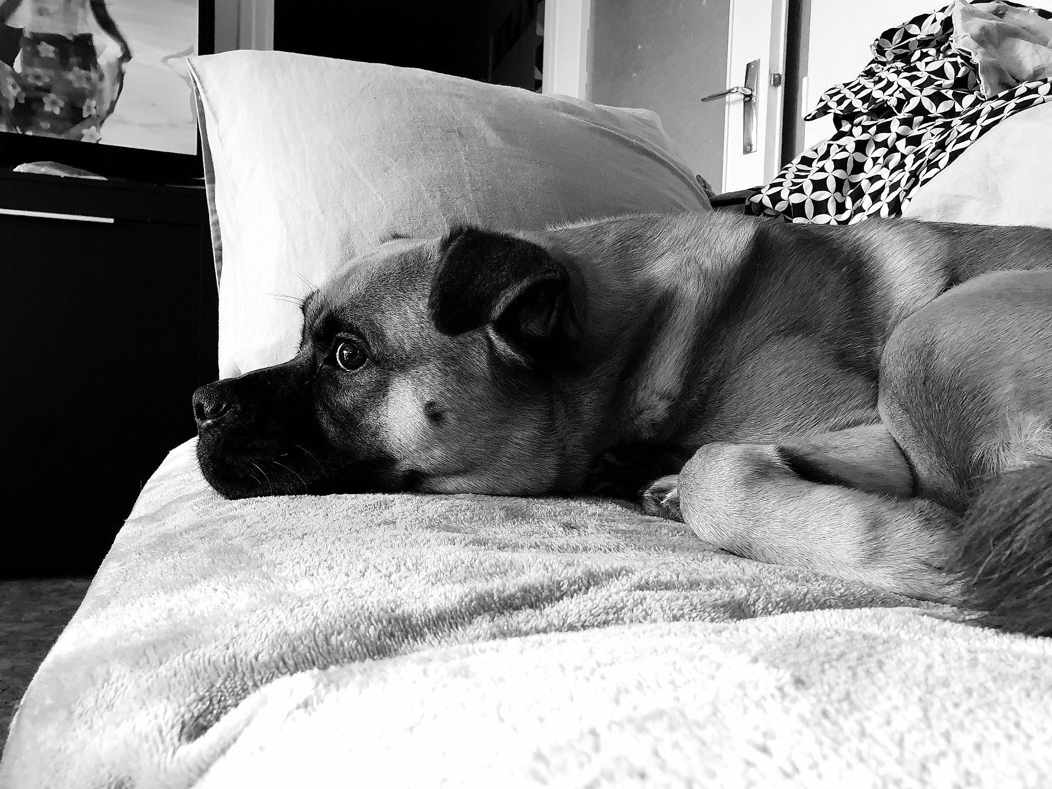 Simba a rejoint le concours — aidez-le/la à gagner de superbes lots ! bed, black, black_and_white, canidae, carnivore, comfort, companion_dog, couch, dog, dog_breed, ear, fawn, furniture, monochrome, monochrome_photography, nap, puppy, sleep, snout, sporting_group