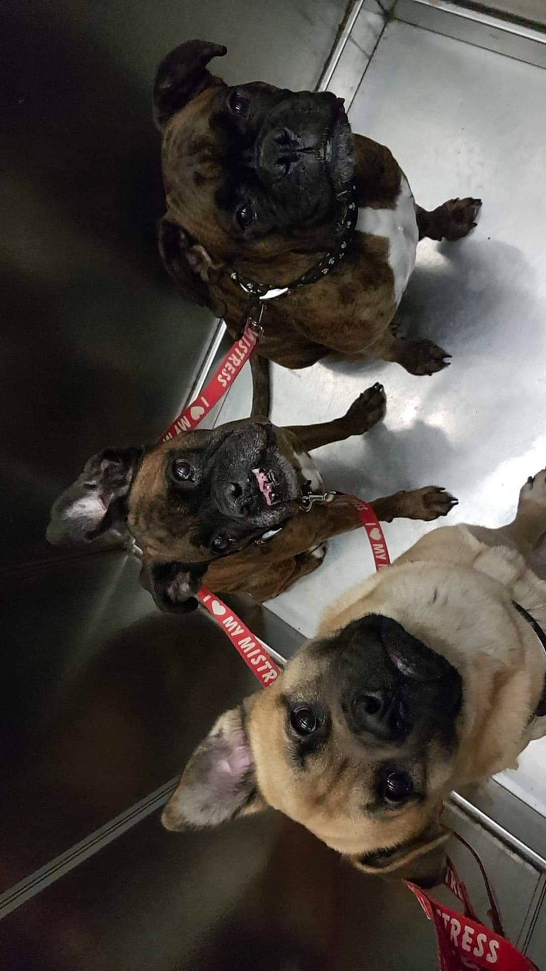 Simba participe au concours pour gagner de l'argent avec cette photo : canidae, carnivore, companion_dog, dog, dog_breed, fawn, french_bulldog, pug, puppy, snout, toy_dog