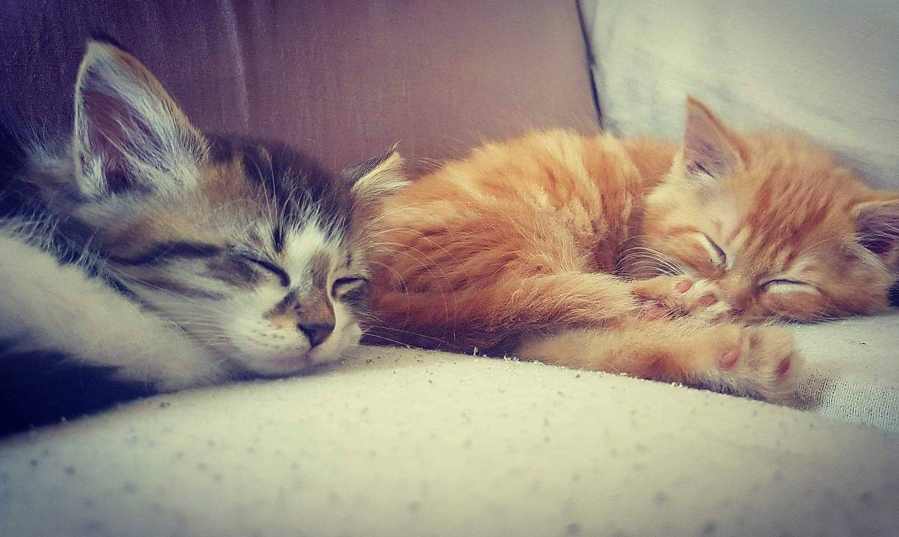 Milo a rejoint le concours — aidez-le/la à gagner de superbes lots ! aegean_cat, asian, carnivore, cat, domestic_short_haired_cat, dragon_li, european_shorthair, felidae, fur, kitten, love, mammal, nap, nose, sky, sleep, small_to_medium_sized_cats, snout, tabby_cat, whiskers