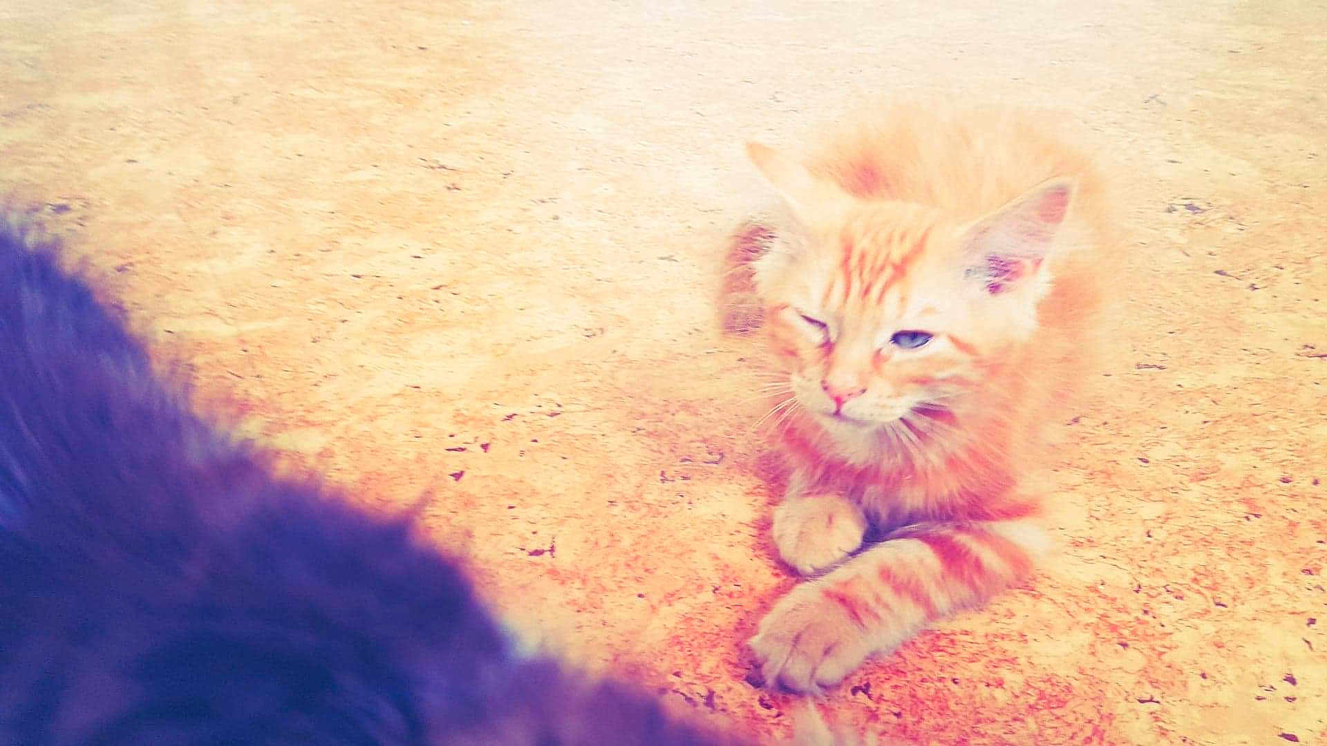 Milo
