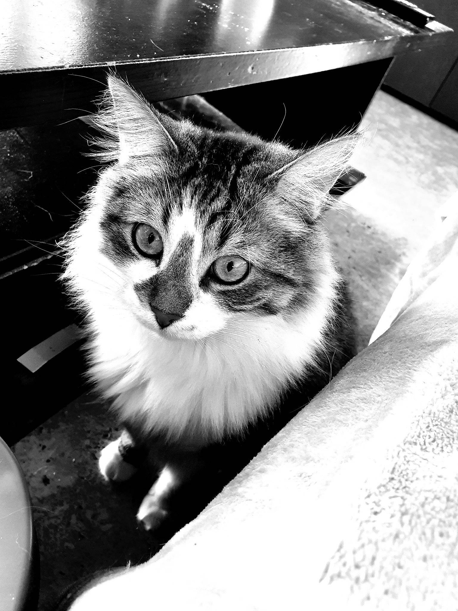 Kenaï participe au concours pour gagner de l'argent avec cette photo : black, black_and_white, carnivore, cat, domestic_short_haired_cat, european_shorthair, eye, felidae, fur, kitten, monochrome, monochrome_photography, photography, small_to_medium_sized_cats, snapshot, snout, stock_photography, tabby_cat, whiskers, white