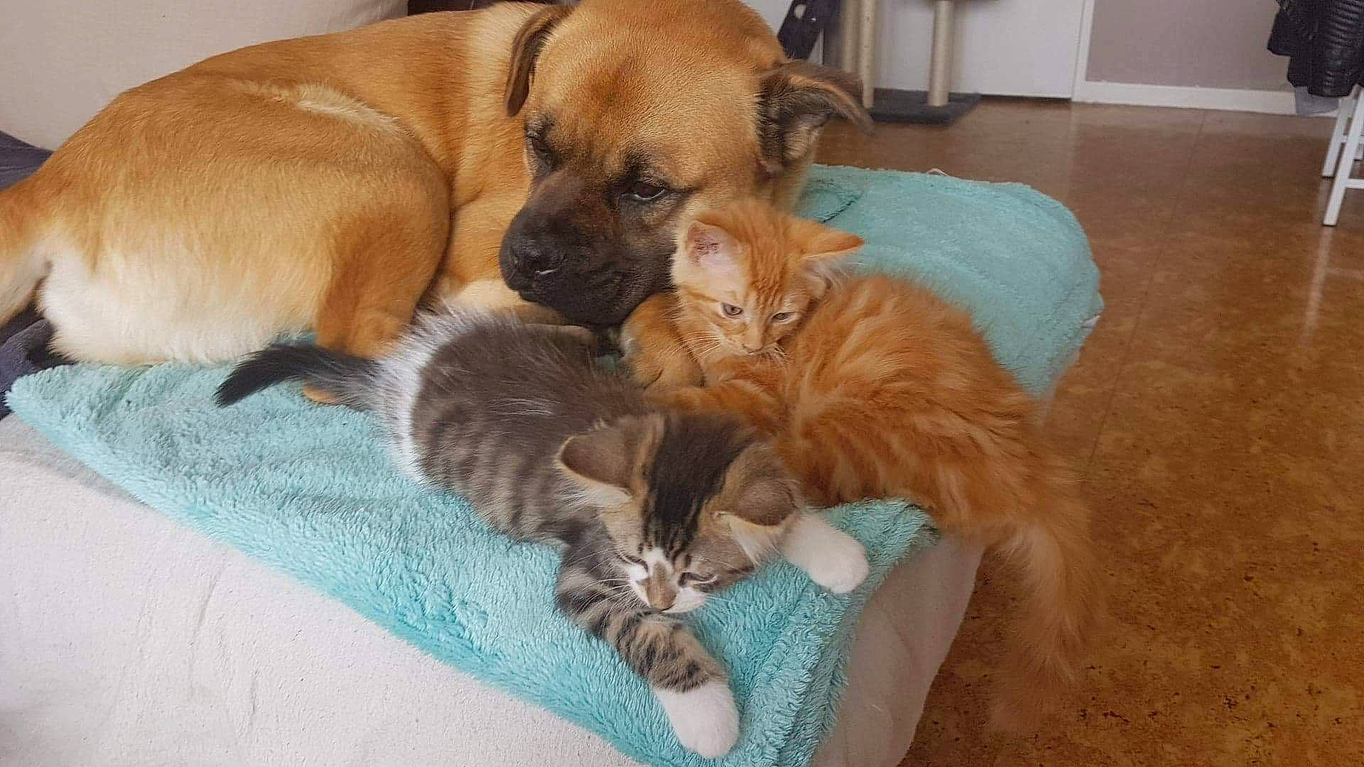 Kenaï a rejoint le concours — aidez-le/la à gagner de superbes lots ! bullmastiff, canidae, carnivore, cat, companion_dog, dog, dog_breed, fawn, felidae, kitten, mammal, nap, paw, puppy, puppy_love, snout, whiskers