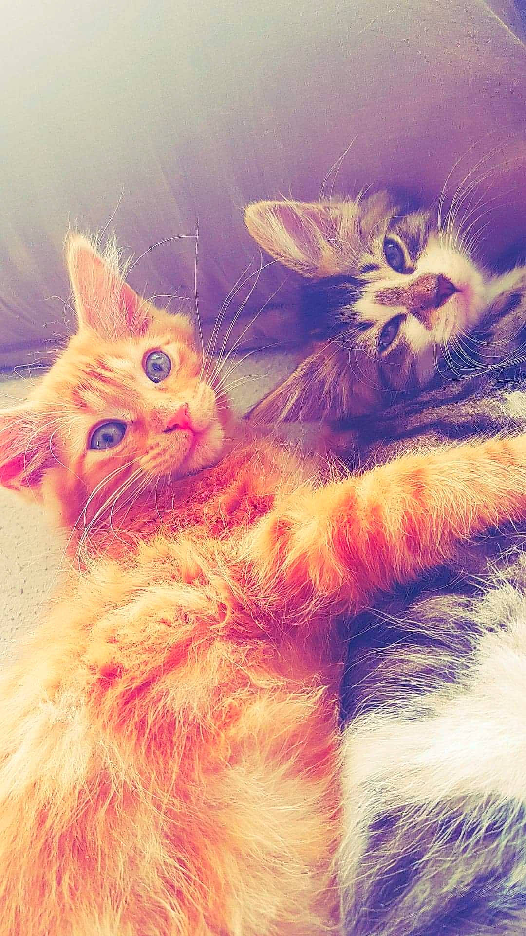 Kenaï participe au concours pour gagner de l'argent avec cette photo : asian, carnivore, cat, european_shorthair, fawn, felidae, fur, illustration, kitten, maine_coon, paw, polydactyl_cat, small_to_medium_sized_cats, tabby_cat, whiskers