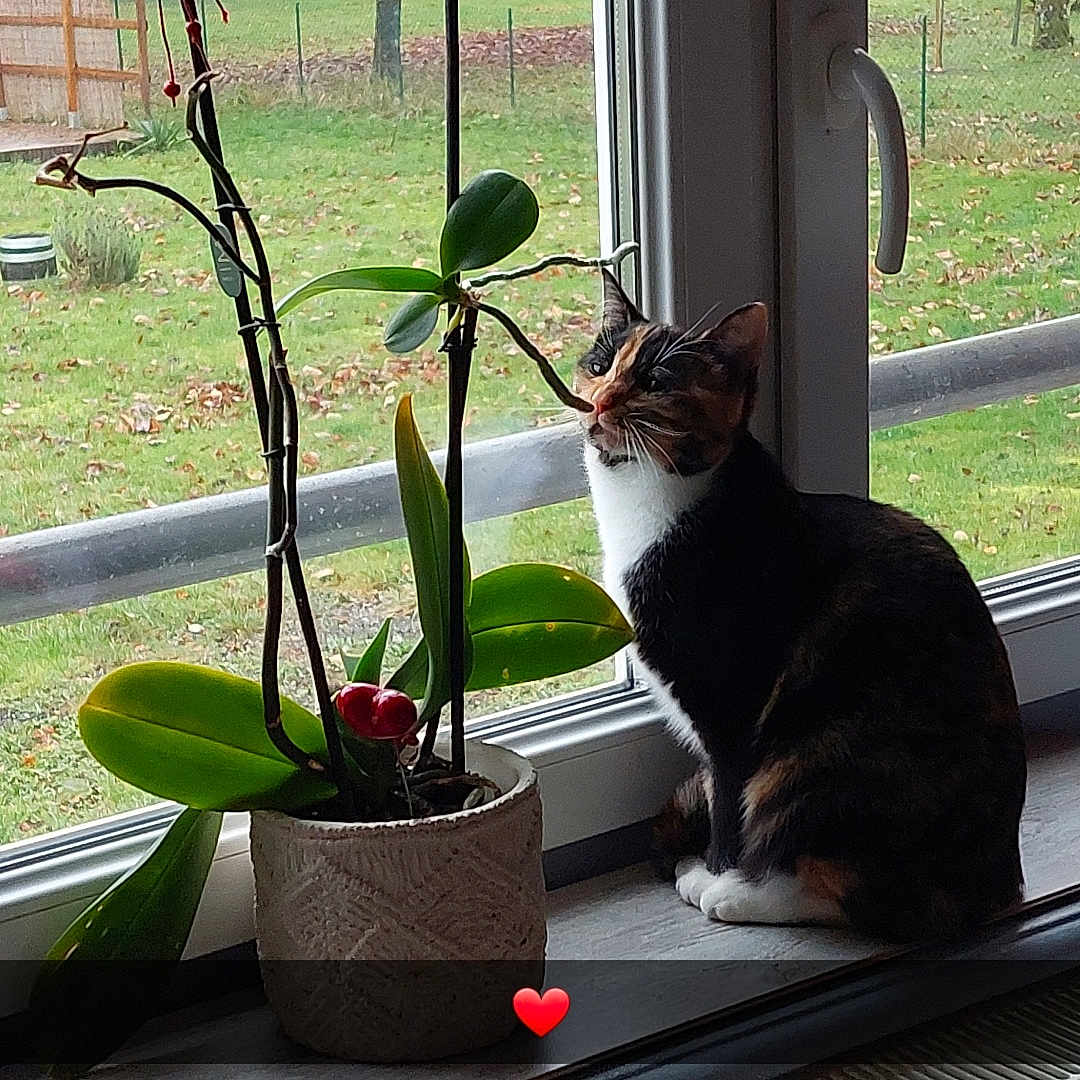 Bella participe au concours pour gagner de l'argent avec cette photo : animal, cat, cookware, flower, flowerarrangement, herbal, herbs, ikebana, jar, kitten, manx, pet, plant, planter, pot, pottedplant, pottery, vase, window, windowsill