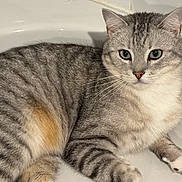 Scotch participe au concours pour gagner de l'argent avec cette photo : cat, tabby, pet, animal, fur, whiskers, green_eyes, bathtub, indoor, relaxing, cute, mammal, striped, paws, closeup, domestic_cat, laying, feline, household, resting