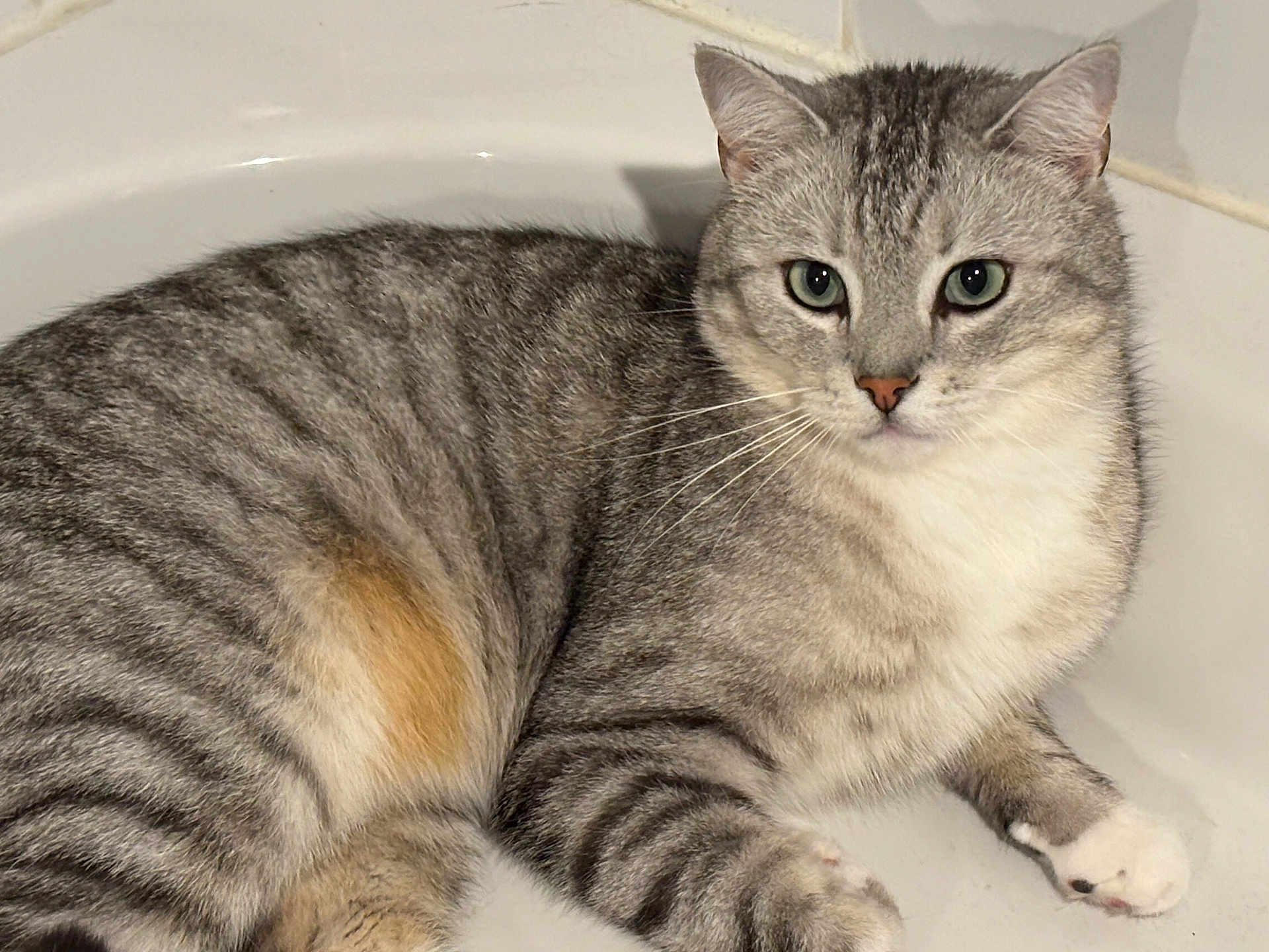 Scotch participe au concours pour gagner de l'argent avec cette photo : cat, tabby, pet, animal, fur, whiskers, green_eyes, bathtub, indoor, relaxing, cute, mammal, striped, paws, closeup, domestic_cat, laying, feline, household, resting