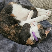 Millie is registered to the contest to win money with this photo: blanket, calico, cat, collar, couch, cozy, curled_up, cute, domestic_cat, feline, fur, grey_blanket, indoor, paws, pet, purple_collar, relaxing, resting, sleeping, whiskers