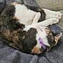blanket, calico, cat, collar, couch, cozy, curled_up, cute, domestic_cat, feline, fur, grey_blanket, indoor, paws, pet, purple_collar, relaxing, resting, sleeping, whiskers