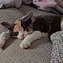 Millie is registered to the contest to win money with this photo: animal, calico_cat, cat, couch, cozy, fur, furniture, home, indoor, lazy, paw, pet, pillow, pink, relaxing, resting, sleeping, slippers, texture, whiskers