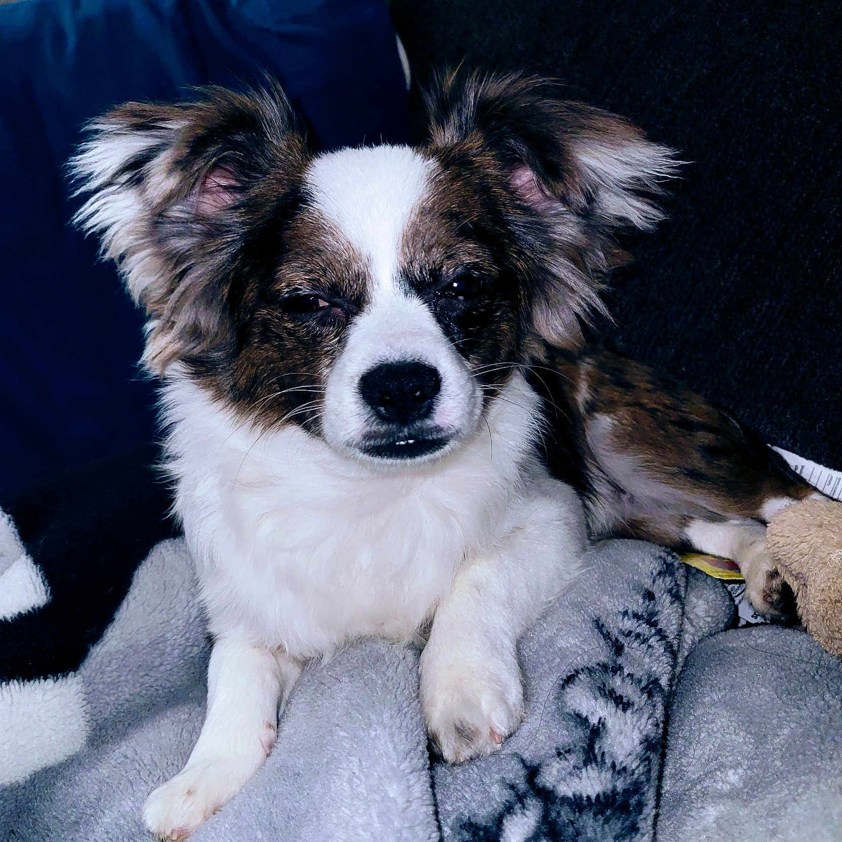 Wetto joined the competition — help win amazing prizes! animal, armchair, blanket, canine, chair, cockerspaniel, collie, couch, cushion, dog, eskimodog, furniture, homedecor, hound, papillon, pet, puppy, terrier, towel