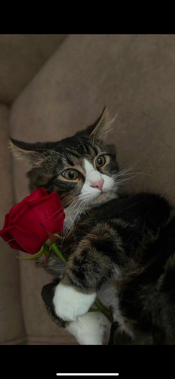 Minnos participe au concours pour gagner de l'argent avec cette photo : cat, tabby_cat, rose, flower, pet, animal, feline, whiskers, paws, cute, cozy, indoor, soft_fur, closeup, portrait, curious, couch, relaxed, domestic_cat, nature