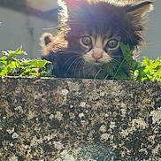 Minnos a rejoint le concours — aidez-le/la à gagner de superbes lots ! kitten, cat, fluffy, sunlight, outdoor, nature, stone_wall, greenery, plants, curious, young_animal, pet, animal, closeup, daylight, backlit, whiskers, ears, feline, adorable