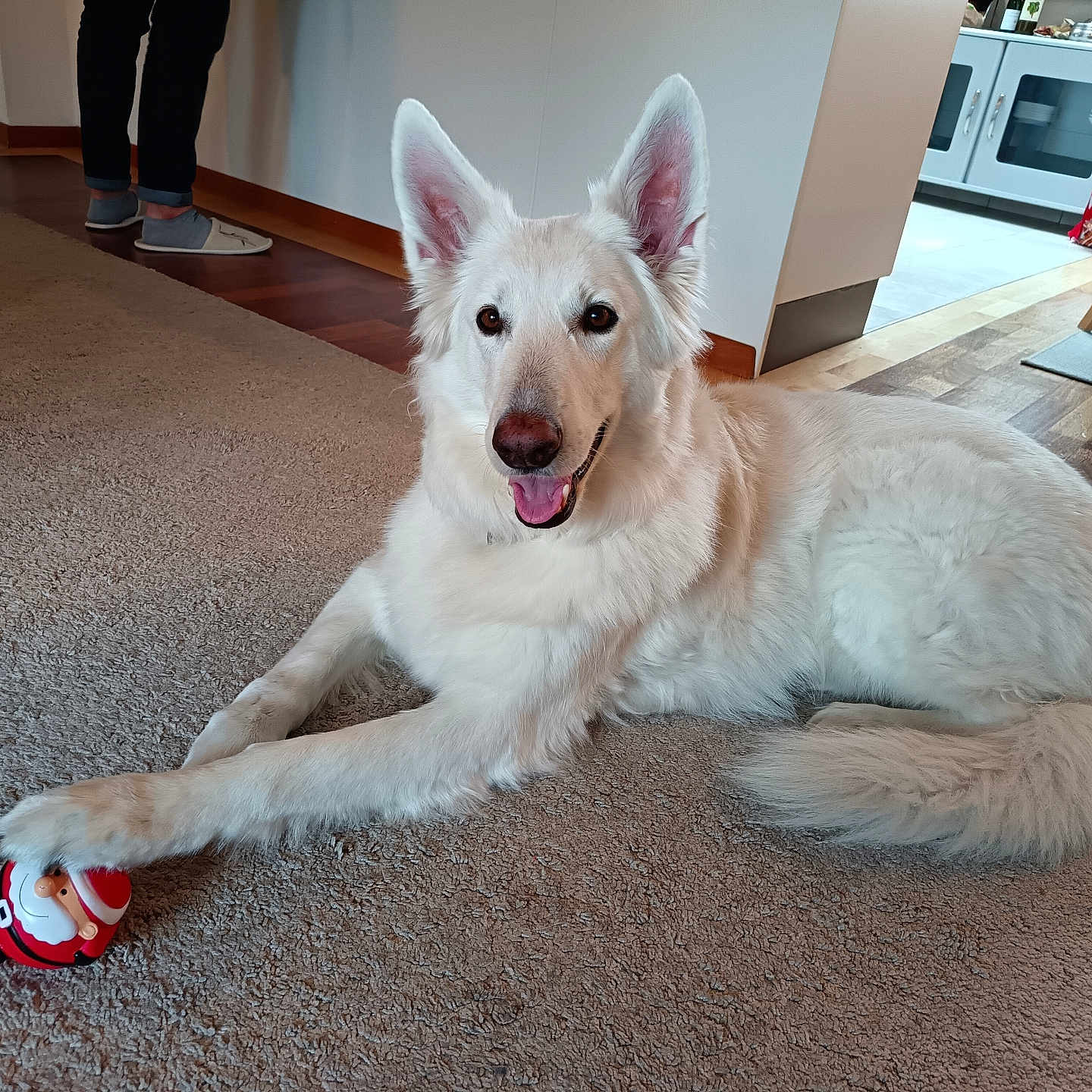 Maya participe au concours pour gagner de l'argent avec cette photo : animal, carpet, casual, dog, floor, fur, furniture, happy, home, indoor, kitchen, paw, person, pet, relaxed, santa_claus_toy, smiling, toy, white_dog, wood_floor