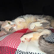 Miki is registered to the contest to win money with this photo: blanket, cat, closeup, cozy, cute, domestic_animal, feline, flash, fur, green_eyes, indoor, lying_down, night, patterned_blanket, paw, pet, resting, sleepy, tail, whiskers