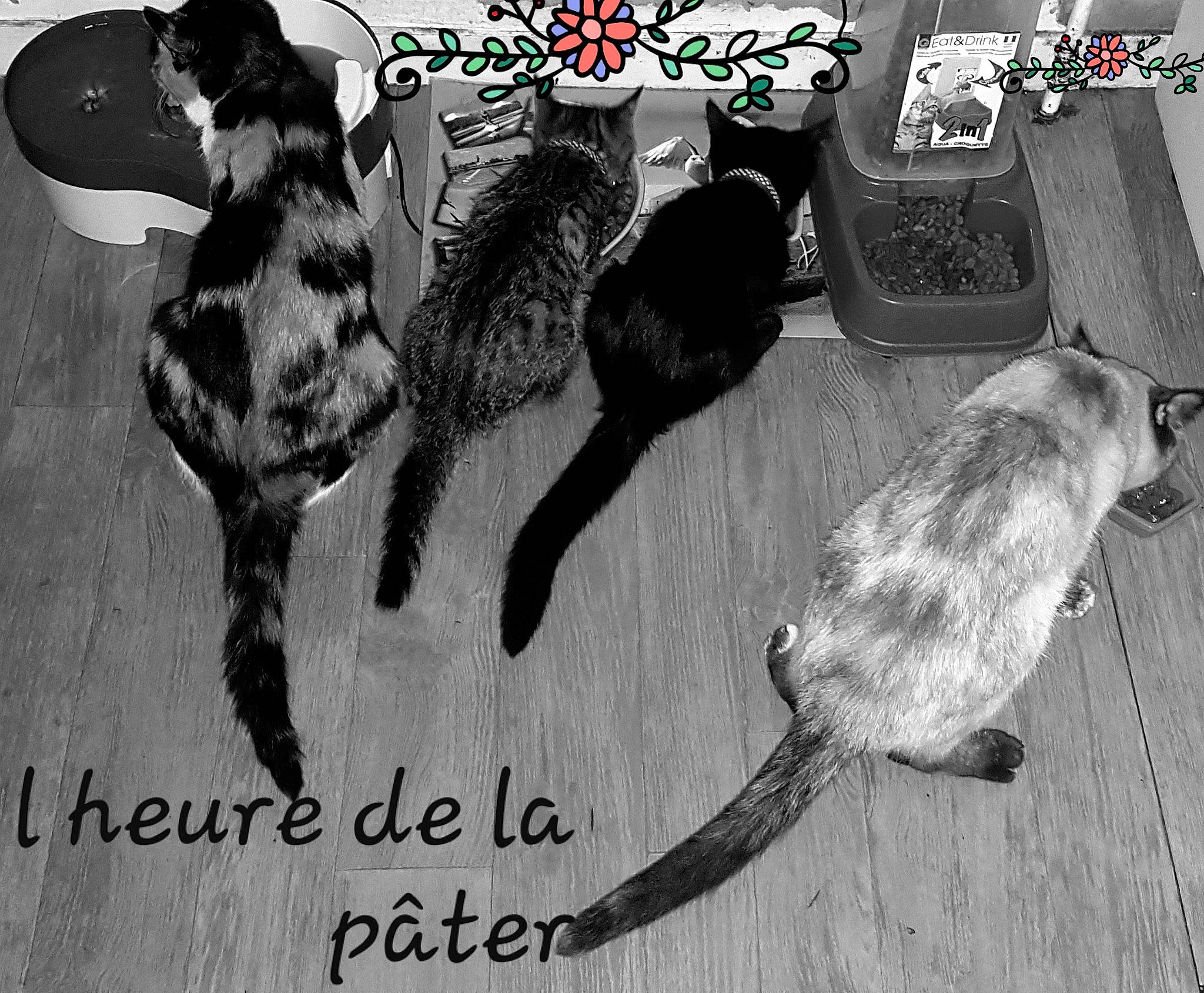 Raven participe au concours pour gagner de l'argent avec cette photo : canidae, carnivore, cat, european_shorthair, felidae, organism, photo_caption, photography, small_to_medium_sized_cats, tail