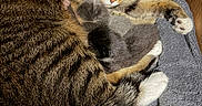Minnie joined the competition — help win amazing prizes! cat, kitten, tabby_cat, gray_cat, white_cat, animal, pet, sleeping, cuddling, cute, cozy, towel, blanket, indoor, close_up, fur, whiskers, paws, relaxed, companionship