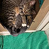 Minnie is registered to the contest to win money with this photo: cat, kitten, tabby_cat, gray_kitten, animal, feline, cuddling, sleeping, curled_up, cozy, cardboard_box, towel, blanket, whiskers, ears, paws, fur, indoor, pet, cute