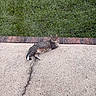 Minnie is registered to the contest to win money with this photo: cat, tabby_cat, striped_fur, animal, pet, lying_down, outdoor, sidewalk, concrete, grass, brick_border, garden, portrait, relaxed, alert, whiskers, ears, paws, tail, daylight