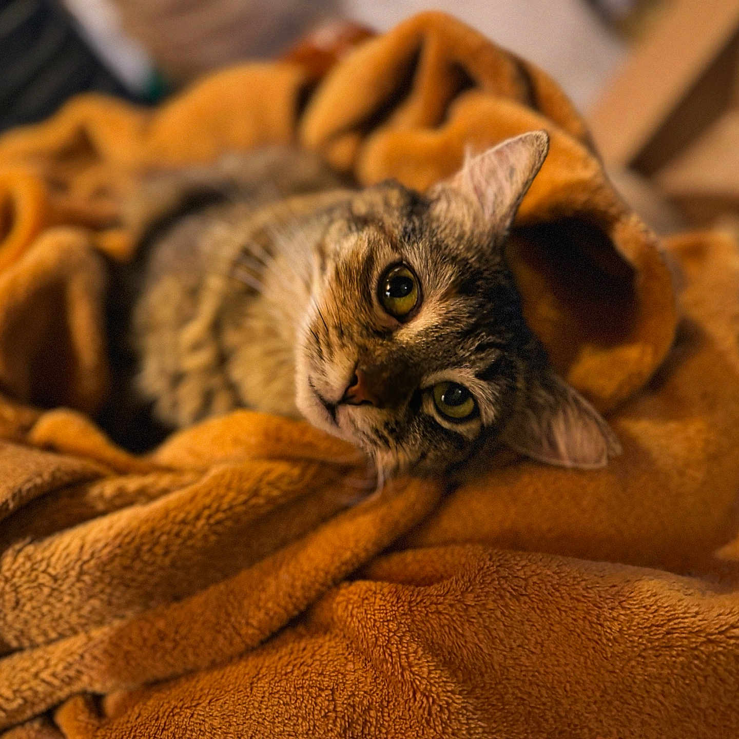 Oda participe au concours pour gagner de l'argent avec cette photo : animal, blanket, cat, closeup, comfort, cozy, cute, ears, eyes, feline, fur, indoor, orange_blanket, pet, relaxed, resting, soft_texture, tabby_cat, warm, whiskers