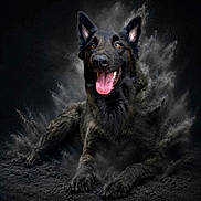 Vaillant a rejoint le concours — aidez-le/la à gagner de superbes lots ! animal, black_dog, brown_eyes, canine, dark_background, dog, dramatic_lighting, fluffy, fur, german_shepherd, happy, lying_down, open_mouth, pet, pointed_ears, portrait, sitting, smiling, smoke, tongue
