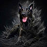 animal, black_dog, brown_eyes, canine, dark_background, dog, dramatic_lighting, fluffy, fur, german_shepherd, happy, lying_down, open_mouth, pet, pointed_ears, portrait, sitting, smiling, smoke, tongue