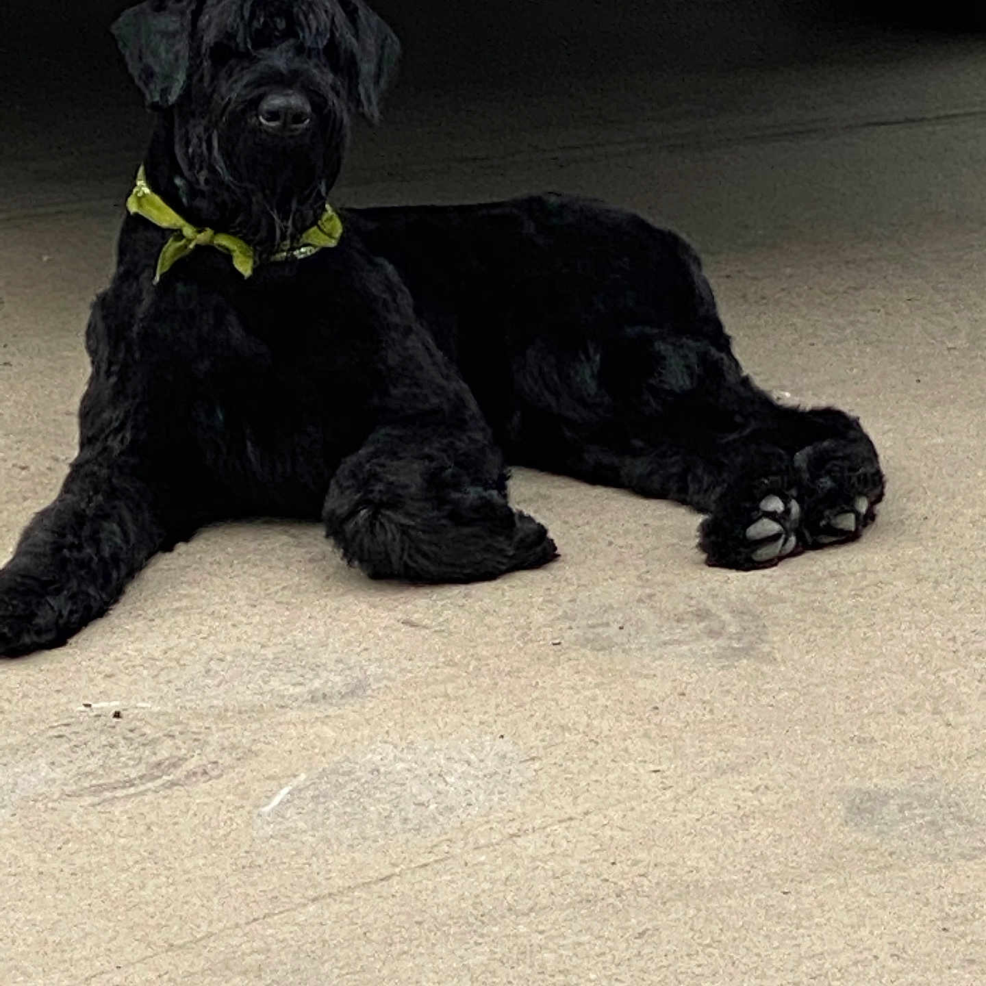 Poker is registered to the contest to win money with this photo: animal, bandana, black_dog, canine, collar, companion, concrete, dog, domestic_animal, fur, guard_dog, lying_down, mammal, outdoor, paw, pet, quiet, relaxed, resting, vehicle