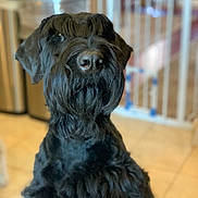 Poker is registered to the contest to win money with this photo: animal, background_blur, beard, black_dog, canine, closeup, companion, cute, dog, domestic_animal, furry, guard_dog, household, indoor, looking_up, mammal, pet, pet_portrait, portrait, tile_floor