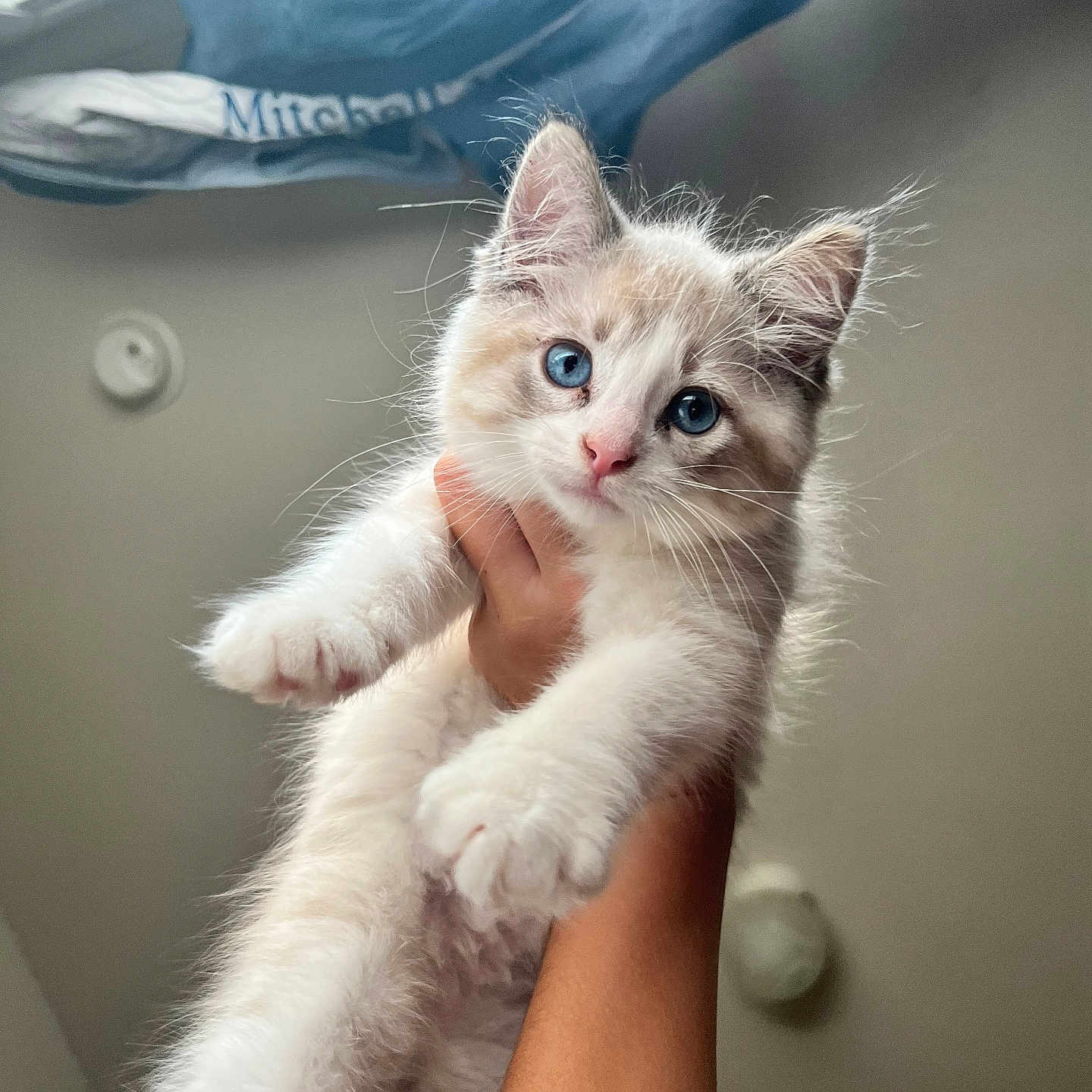 Dutch is registered to the contest to win money with this photo: abyssinian, angora, animal, bodypart, cat, doctor, finger, hand, kitten, manx, person, pet, siamese, veterinarian
