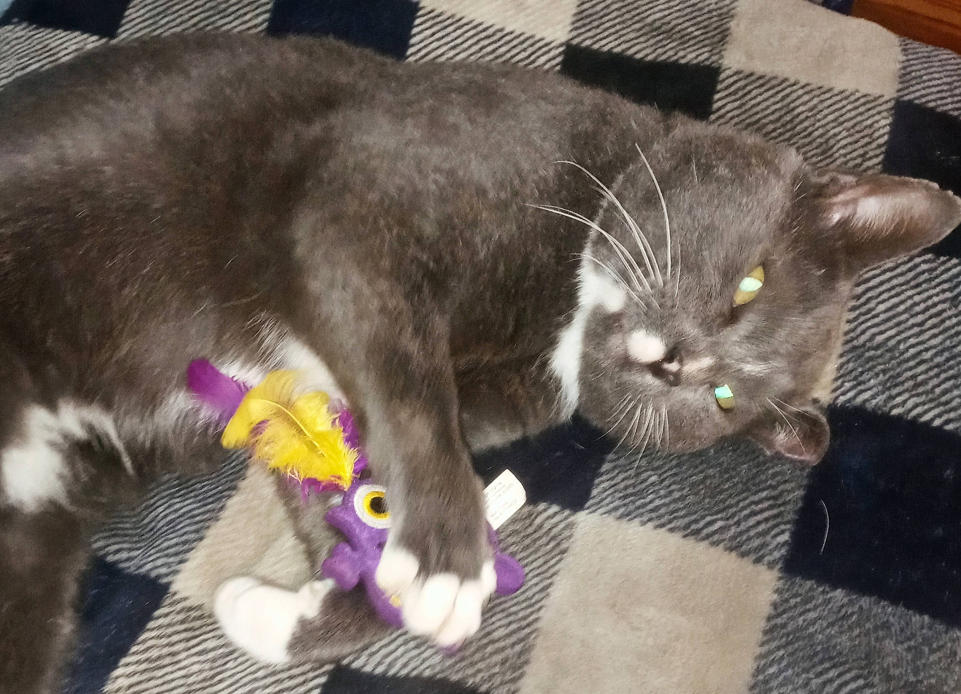 Boots joined the competition — help win amazing prizes! black_cat, canidae, carnivore, cat, cat_toy, claw, comfort, dog_breed, domestic_short_haired_cat, felidae, fur, mammal, paw, small_to_medium_sized_cats, snout, tail, terrestrial_animal, vertebrate, whiskers