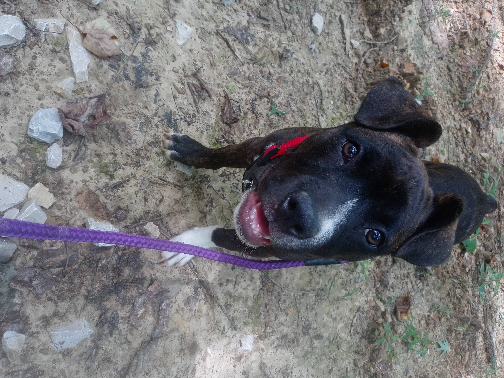 Raya is registered to the contest to win money with this photo: canidae, carnivore, collar, dog, dog_breed, dog_collar, electric_blue, fashion_accessory, hat, leash, non_sporting_group, snout, soil, sporting_group, working_animal