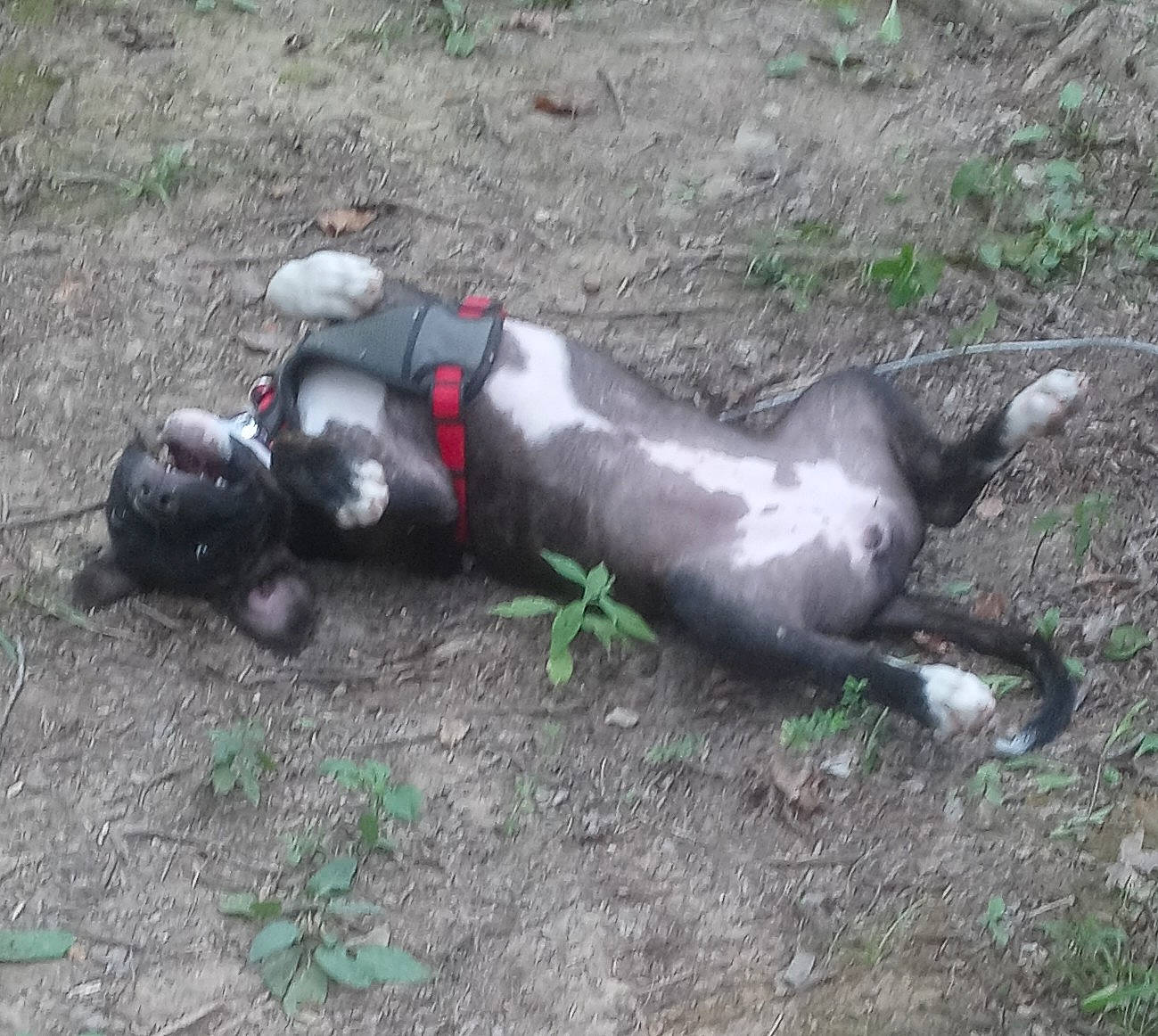 Raya is registered to the contest to win money with this photo: asphalt, canidae, carmine, dog_breed, grass, plant, recreation, sidewalk, snout, soil, sporting_group, tail, terrestrial_animal