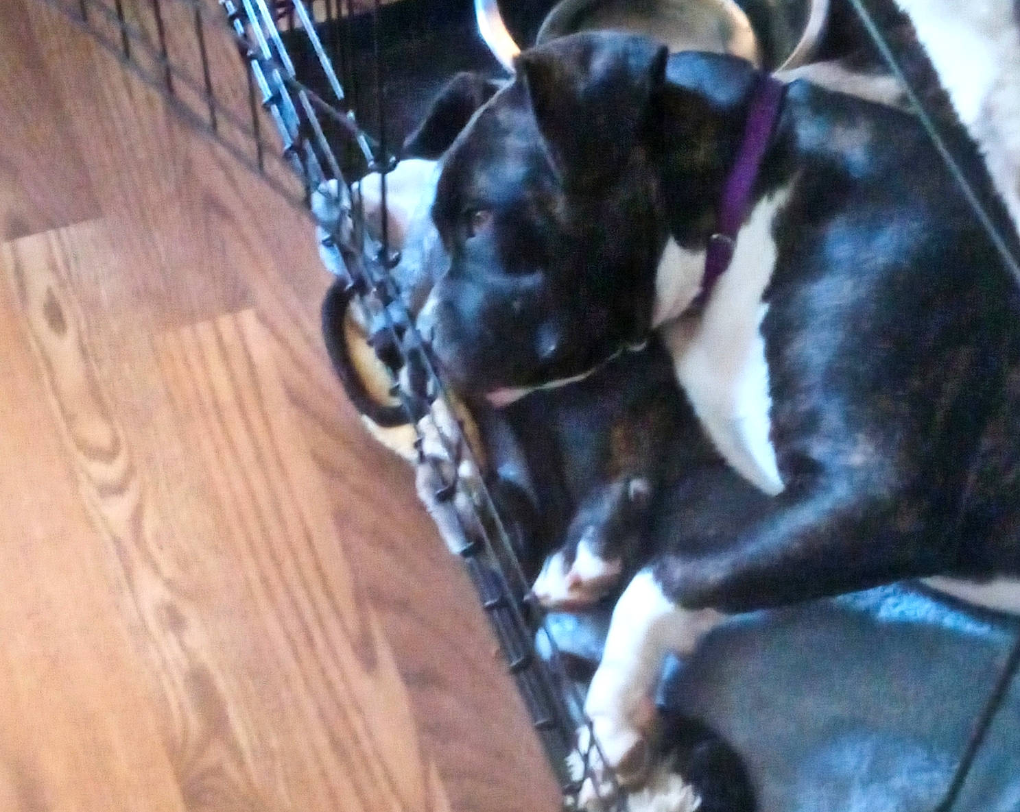 Raya joined the competition — help win amazing prizes! carnivore, comfort, companion_dog, dog, dog_breed, fawn, felidae, flooring, fur, guard_dog, hardwood, plank, small_to_medium_sized_cats, tail, toy_dog, varnish, whiskers, wood, wood_stain, working_animal