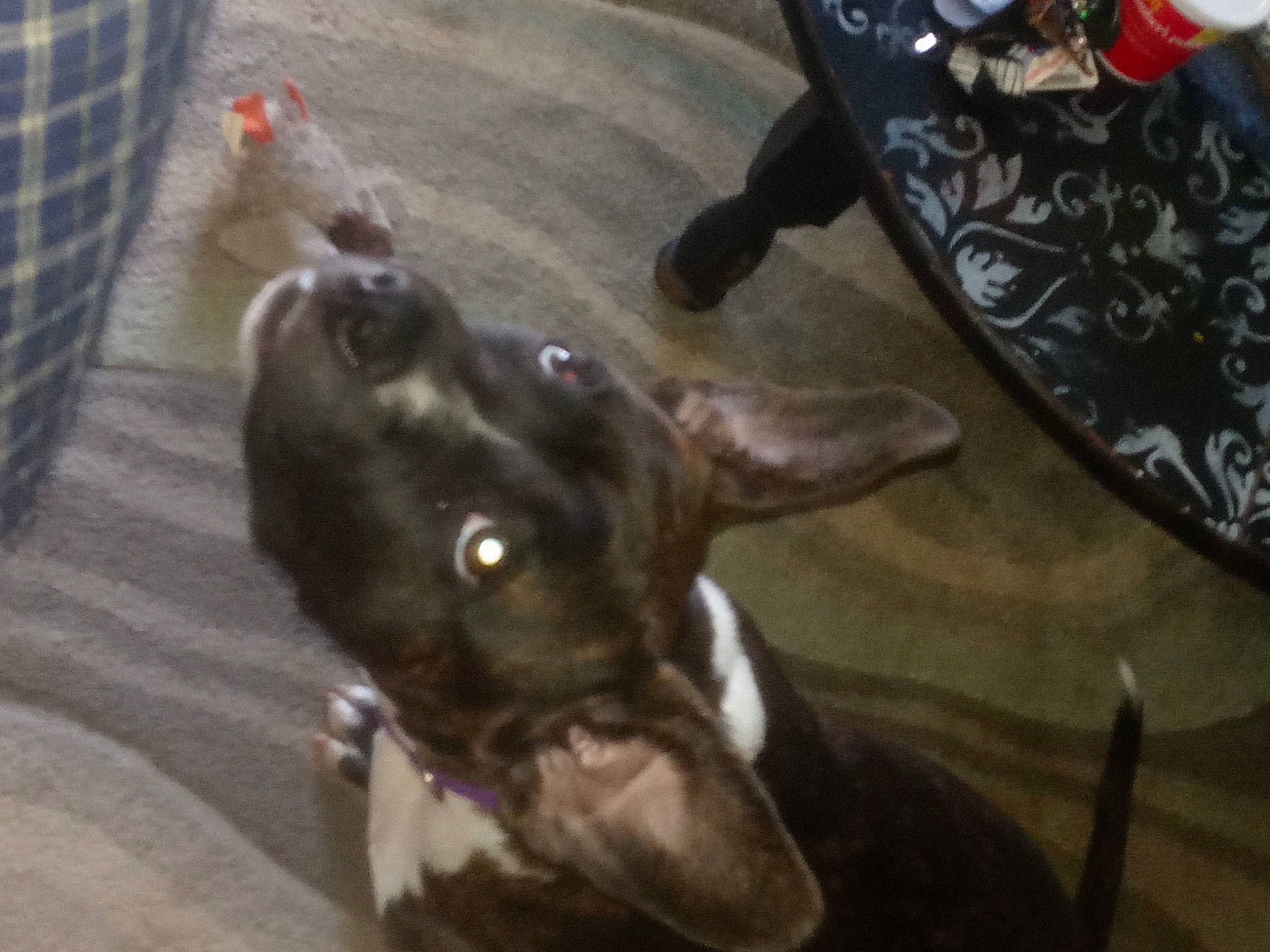 Raya is registered to the contest to win money with this photo: borador, canidae, carnivore, collar, companion_dog, dog, dog_breed, ear, fawn, fur, guard_dog, non_sporting_group, puppy, sporting_group, toy_dog, whiskers, working_animal