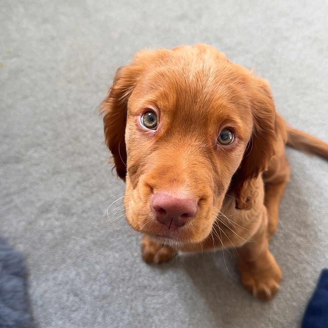 George is registered to the contest to win money with this photo: animal, beagle, bodypart, canine, clothing, cockerspaniel, dog, finger, goldenretriever, hand, hound, jeans, labradorretriever, pants, person, pet, puppy, snout, terrier, toe